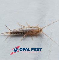 Opal Pest Control Hobart image 3